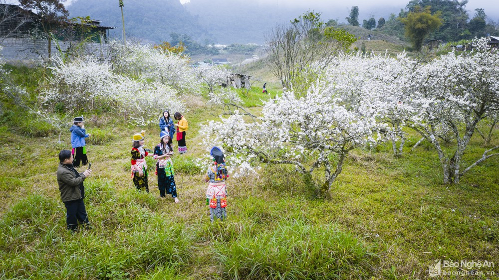 Không chỉ khách du lịch mà ngay cư dân bản địa cũng thích thú với mùa Xuân bên rừng mận bung nở. Ảnh: Hồ Nhật Thanh.