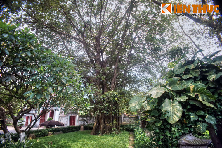 Trước am Mỵ Châu có một gốc đa lớn, tuổi đời hàng trăm năm.