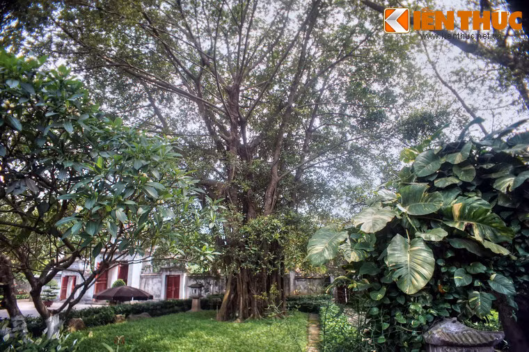 Trước am Mỵ Châu có một gốc đa lớn, tuổi đời hàng trăm năm.