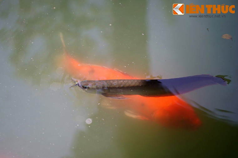 Hồ nước quanh tạ được thả nhiều cá rồng và cá chép vàng.