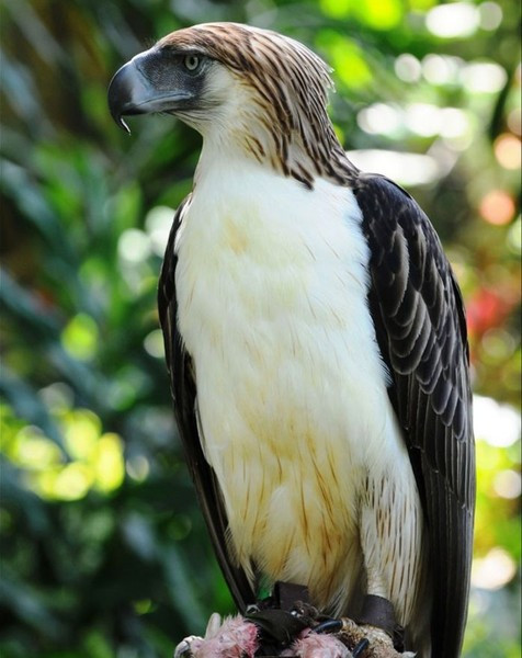 Đây có lẽ là một trong những loài chim cao, to và hiếm nhất trên thế giới với sải cánh trên 2m. Những con cái có chiều cao trung bình 102 cm và nặng 7 kg, trong khi con đực cao trung bình 91 cm và nặng 5 kg.