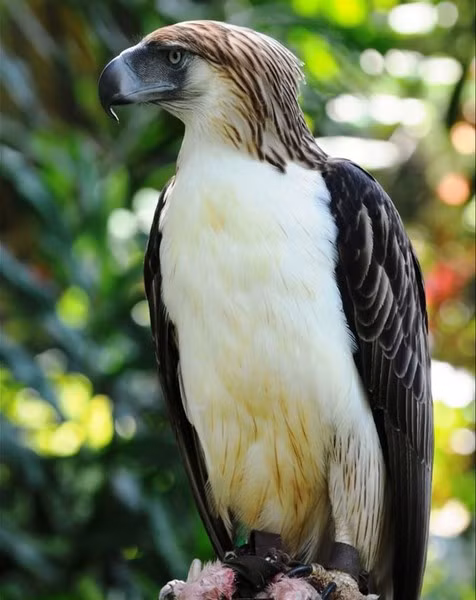 Đây có lẽ là một trong những loài chim cao, to và hiếm nhất trên thế giới với sải cánh trên 2m. Những con cái có chiều cao trung bình 102 cm và nặng 7 kg, trong khi con đực cao trung bình 91 cm và nặng 5 kg.