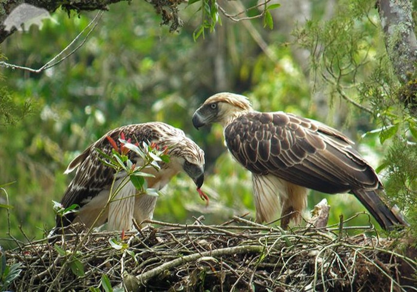 Loài đại bàng khổng lồ này được John Whitehead, một nhà tự nhiên học người Anh, phát hiện lần đầu tiên vào năm 1896.