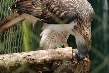 Đại bàng Philippine có bộ lông màu nâu đậm và trắng. Chúng được coi là loài đại bàng dài nhất còn tồn tại kể từ khi đại bàng Haast tuyệt chủng.