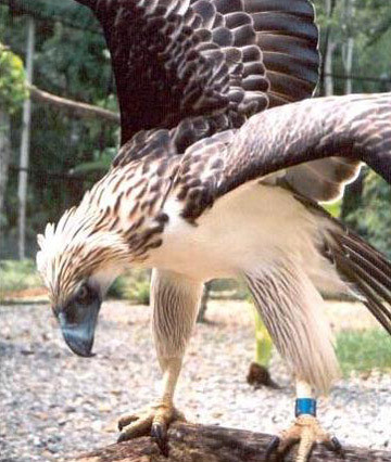 Đại bàng Philippines được tìm thấy ở những khu rừng rậm rạp ở Philippines. phía Đông các đảo chính là Luzon, Samar, Leyte và Mindanao (số lượng nhiều nhất ở Mindanao).