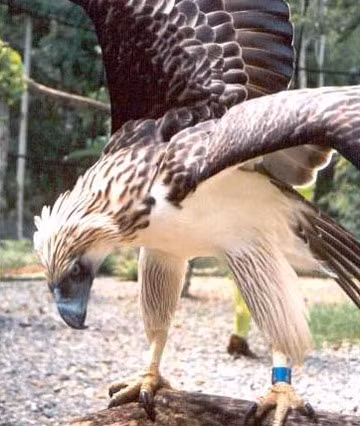 Đại bàng Philippines được tìm thấy ở những khu rừng rậm rạp ở Philippines. phía Đông các đảo chính là Luzon, Samar, Leyte và Mindanao (số lượng nhiều nhất ở Mindanao).