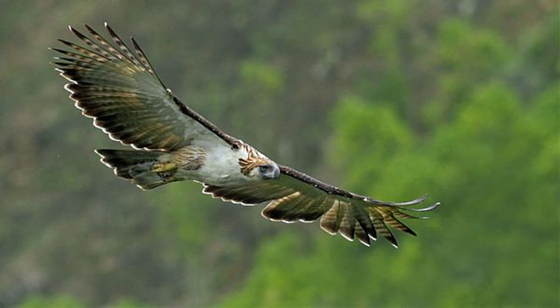 Những khu rừng mà loài đại bàng ăn khỉ này sinh sống có độ cao từ 1.800m trở lên.