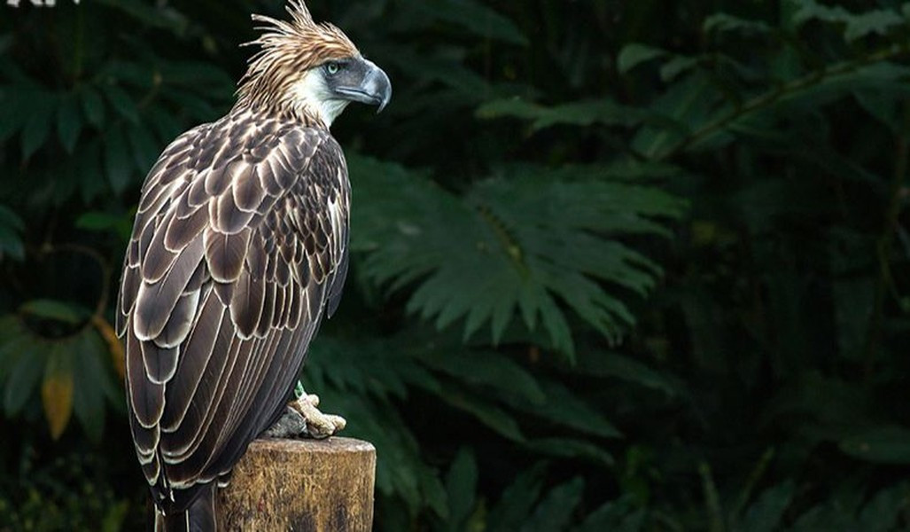 Tuổi thọ trung bình cho một con đại bàng Philippines ở môi trường tự nhiên được ước tính là 30-60 năm.