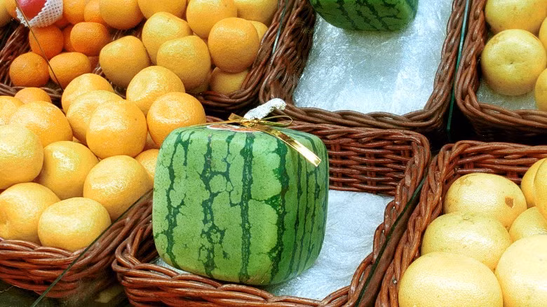 Tomoyuki Ono đã phát minh ra cách trồng dưa hấu hình vuông vào năm 1978.