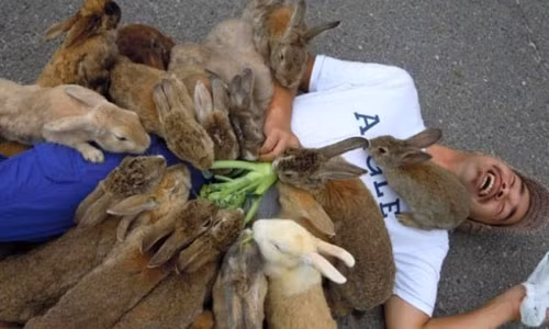 Do có hàng trăm con thỏ sinh sống ở đảo Okunoshima nên nơi đây còn được gọi là Usagi Jami (Đảo Thỏ). Cho đến nay, người ta vẫn chưa thể lý giải vì sao địa điểm này có nhiều thỏ đến vậy.