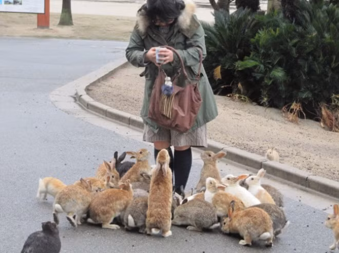 Đảo Okunoshima ở Takehara, tỉnh Hiroshima, Nhật Bản là một trong những địa điểm kỳ lạ nhất trên Trái đất. Khi đến đây, du khách không khỏi ngạc nhiên và cảm thấy thú vị khi số lượng thỏ nhiều hơn số người sống trên đảo.