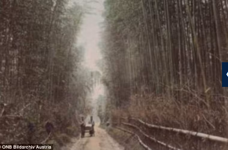 Rừng tre Sagano nổi tiếng ở Kyoto, Nhật Bản hồi thế kỷ 20.