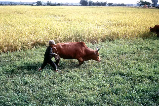 Công việc hàng ngày của một bé trai Việt Nam là chăn bò phụ giúp gia đình. Ảnh chụp ở quốc lộ 19, gần đèo An Khê.