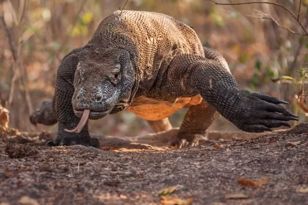 Vào năm 1990, Tổng thống George H.W. Bush (Bush cha) được Tổng thống Indonesia tặng một con rồng Komodo.