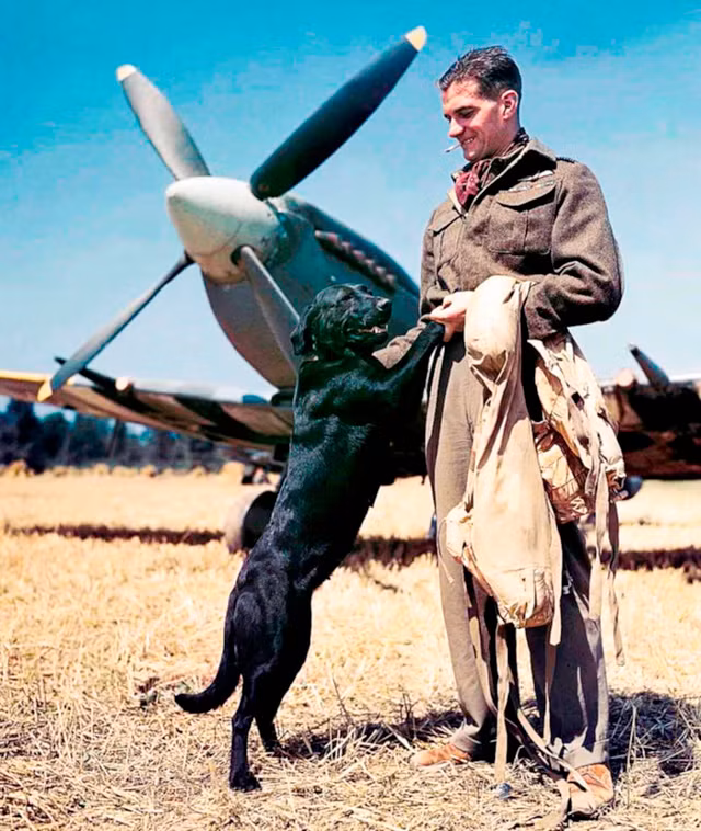 Phi công chiến đấu người Anh bên chú khuyển thông minh tại Normandy, Pháp năm 1944.