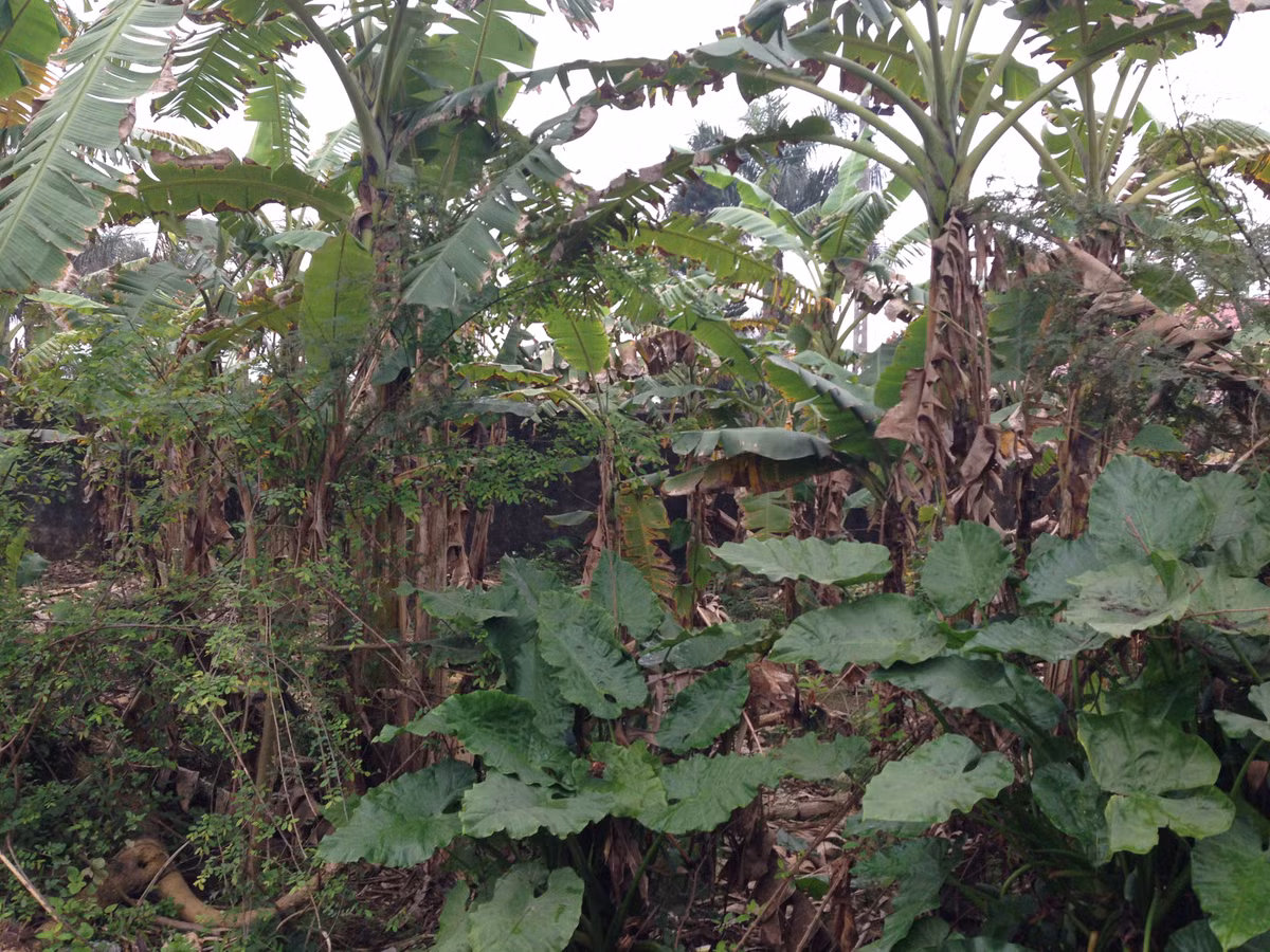 Ngoài hệ thống tường cao, dây thép gai, bên ngoài trại giam cạnh đường liên thôn còn phủ kín bởi những rặng chuối.