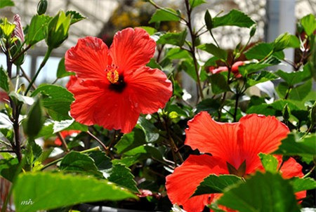 Hoa râm bụt: Có màu đỏ, bông cũng đẹp nhưng không dùng thờ cúng vì có tên không đẹp.