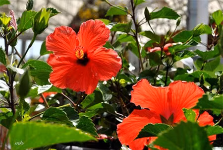 Hoa râm bụt: Có màu đỏ, bông cũng đẹp nhưng không dùng thờ cúng vì có tên không đẹp.