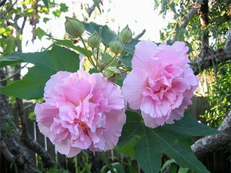 Hoa phù dung: Hoa có tên đẹp nhưng lại nhanh tàn, có tích không hay nên cũng không nên đặt lên bàn thờ.