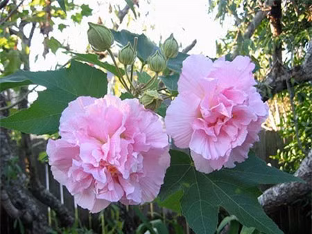 Hoa phù dung: Hoa có tên đẹp nhưng lại nhanh tàn, có tích không hay nên cũng không nên đặt lên bàn thờ.