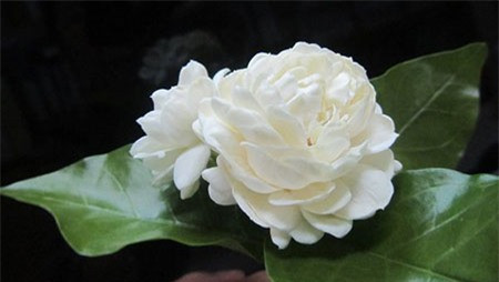 Hoa nhài: Hoa nhài là biểu tượng trong sạch, tinh khiết nhưng trong dân gian đây là loại hoa không đứng đắn, hay gặp nghịch cảnh.