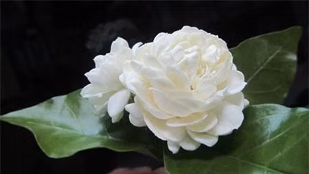 Hoa nhài: Hoa nhài là biểu tượng trong sạch, tinh khiết nhưng trong dân gian đây là loại hoa không đứng đắn, hay gặp nghịch cảnh.