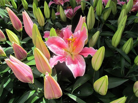 Hoa ly: Hoa này không nên dâng lễ Phật, bàn thờ gia tiên bởi người ta kiêng dùng hoa ly (vì sợ ly tán, chia ly) ở bàn thờ gia tiên. Hoa ly có thể dâng nơi thờ thánh (nhất là nơi thờ thánh Mẫu).