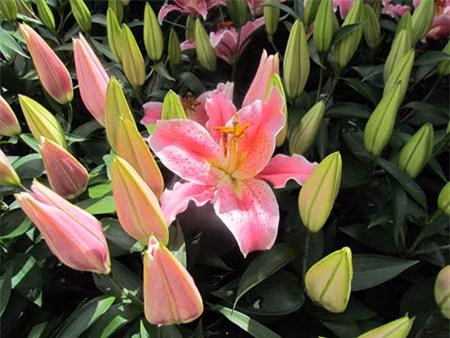 Hoa ly: Hoa này không nên dâng lễ Phật, bàn thờ gia tiên bởi người ta kiêng dùng hoa ly (vì sợ ly tán, chia ly) ở bàn thờ gia tiên. Hoa ly có thể dâng nơi thờ thánh (nhất là nơi thờ thánh Mẫu).