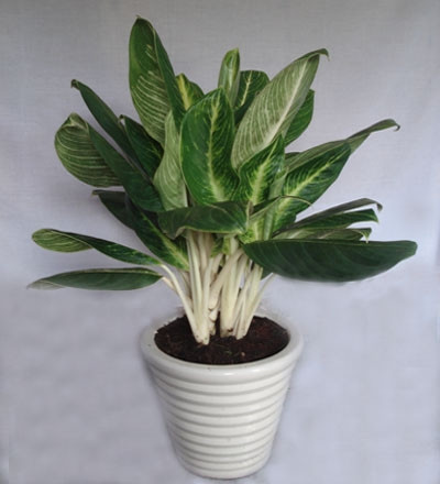 2. Cây Bạch mã hoàng tử: Cây bạch mã hoàng tử là loại cây chịu bóng tốt. Cây mọc bụi vì cây con thường đâm chồi từ thân cây mẹ. Lá xanh, thân và cuốn lá màu trắng. Tán lá lớn. Gân và bẹ lá cây bạch mã hoàng tử màu trắng tạo nên điểm thu hút dễ nhớ. Cây trồng trong chậu rất đẹp. Dùng trang trí trong nhà, văn phòng rất phù hợp. Với kích thước bụi cây nhỏ từ 15 – 25 cm thường được chọn trồng vào những chậu nhỏ để trang trí trên bàn hoặc cửa sổ.