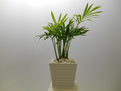 8. Cây Cau Tiểu Trâm: Cây cau Tiểu Trâm : Cây chịu mát, nhỏ, để trang trí trên bàn làm việc hoặc trong chậu thủy tinh, trồng trong dung dịch thủy canh rất đẹp. Cây chịu bóng tốt, Lá cây mọc từ thân chính. Dạng lá cau, lá nhọn dài, lá thưa mềm, Bụi cây nhỏ, thấp. Lá cây có màu xanh bắt mắt. Cây bụi nhỏ và chậu nhiều kiểu tạo nét thanh lịch khi đặt trên bàn làm việc.