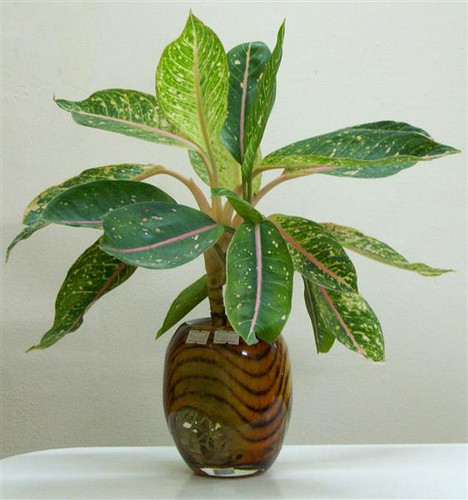 6. Cây Cung Điện Vàng: Cây chịu bóng bán phần hoặc hoàn toàn, thích hợp làm cây nội thất. Nhân gống dễ dàng từ tách bụi. Nhu cầu nước trung bình, ưa khí hậu mát ẩm. Cây Cung Điện Vàng rất thích hợp bài trí trong nhà, nơi ít ánh sáng và trong môi trường máy lạnh. Bạn không cần phải tốn nhiều thời gian để chăm sóc và sẽ luôn có cảm giác thư thái khi nhìn cây phát triển mỗi ngày.