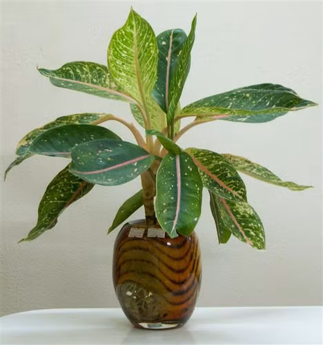 6. Cây Cung Điện Vàng: Cây chịu bóng bán phần hoặc hoàn toàn, thích hợp làm cây nội thất. Nhân gống dễ dàng từ tách bụi. Nhu cầu nước trung bình, ưa khí hậu mát ẩm. Cây Cung Điện Vàng rất thích hợp bài trí trong nhà, nơi ít ánh sáng và trong môi trường máy lạnh. Bạn không cần phải tốn nhiều thời gian để chăm sóc và sẽ luôn có cảm giác thư thái khi nhìn cây phát triển mỗi ngày.