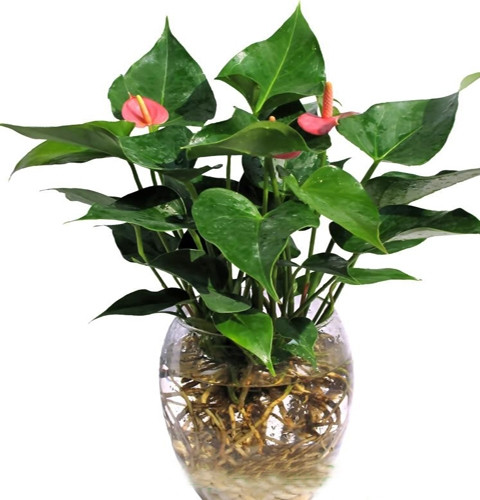 7. Cây hồng môn, tiểu hồng môn: Cây Tiểu Hồng Môn là cây chịu bóng râm (ánh nắng) bán phần, thích hợp trồng cây trang trí nội thất. Loại cây này nhân giống dễ dàng bằng cách tách bụi. Các loại Hồng Môn nói chung là thích sống theo bụi, nên khi chúng ta thấy nó nhảy ra 1- 2 con mà tách ra là cây mẹ bị suy rất lâu phát triển. Nên muốn tách cây con thì lựa bụi nào có khoảng từ 3 – 5 con thì tách ra 1 con để nuôi riêng.