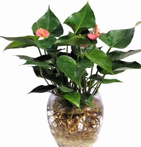 7. Cây hồng môn, tiểu hồng môn: Cây Tiểu Hồng Môn là cây chịu bóng râm (ánh nắng) bán phần, thích hợp trồng cây trang trí nội thất. Loại cây này nhân giống dễ dàng bằng cách tách bụi. Các loại Hồng Môn nói chung là thích sống theo bụi, nên khi chúng ta thấy nó nhảy ra 1- 2 con mà tách ra là cây mẹ bị suy rất lâu phát triển. Nên muốn tách cây con thì lựa bụi nào có khoảng từ 3 – 5 con thì tách ra 1 con để nuôi riêng.