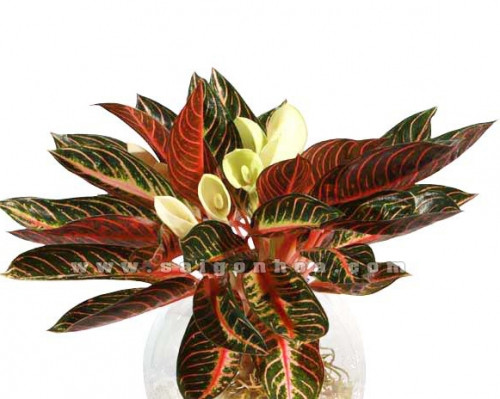 5. Cây Bao thanh thiên: Cây Bao thanh thiên mang ý nghĩa quý phái và sang trọng, là cây để bàn như một lời chúc phúc cho cá nhân hay doanh nghiệp luôn được thịnh vượng, phát tài. Cây trồng trong chậu rất đẹp. Dùng trang trí trong nhà, văn phòng rất phù hợp.