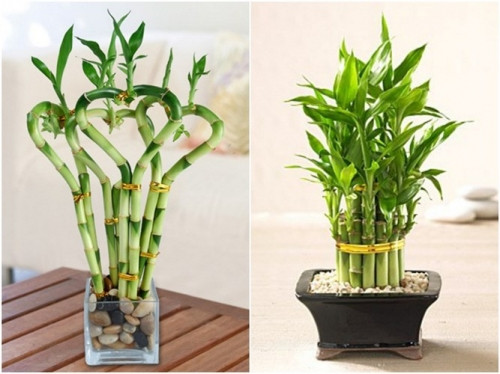 3. Cây Phất dụ: Cây Phất Dụ còn được gọi là cây phát tài. Trong phong thủy đây là cây mang lại may mắn cho gia chủ, theo một số quan niệm người ta thường mua Phất Dụ theo các cành có số lượng như sau : 3 – cho sự hạnh phúc, 5 – cho sức khỏe, 2 – cho tình duyên, 8 – cho tài lộc, 9 – cho thời vận. Nên chăm chút cho cây luôn xanh tốt thì hiệu quả về mặt phong thủy mới đạt được.Cây Phất Dụ có hơn 20 loài cùng họ ở Việt Nam, gần như cây nào cũng mang lại may mắn, phát tài đúng như tên gọi của nó : Phất dụ xanh – biểu tượng may mắn, Phất dụ thơm – là cây mộc lan có mùi thơm về đêm, Phất dụ rồng – gọi là huyết rồng được làm thuốc chữa bệnh, Phất dụ lá hẹp – gọi là bồng bồng thường làm bánh, Phất dụ trúc – xua đi vận đen gọi là trúc thiết quan âm…