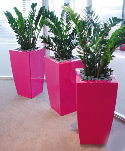 4. Cây Kim Tiền: Cây Kim Tiền thuộc họ Thiên nam tinh, sống quanh năm và xanh tốt. Thân cây to khỏe, nằm dưới mặt đất. Mầm nảy mạnh và hình thành nhiều thân nhỏ. Lá kép dạng to, cuống ngắn và chắc khỏe, màu xanh lục, sáng bóng rất đẹp, có tuổi thọ khoảng 2-3 năm. Kim Tiền được coi là cây phát tài, rất đẹp mắt và ý nghĩa về mặt phát phong thủy.Nên chọn thân xanh tươi, dày chắc, những cây đã nở hoa sẽ mang lại nhiều lộc nhất. Bày cây ở hướng Đông Bắc trong nhà để thu hút tài lộc.