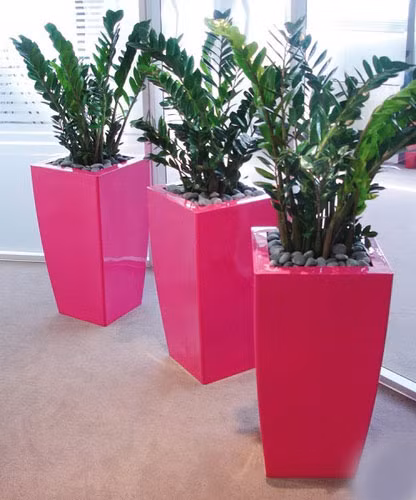 4. Cây Kim Tiền: Cây Kim Tiền thuộc họ Thiên nam tinh, sống quanh năm và xanh tốt. Thân cây to khỏe, nằm dưới mặt đất. Mầm nảy mạnh và hình thành nhiều thân nhỏ. Lá kép dạng to, cuống ngắn và chắc khỏe, màu xanh lục, sáng bóng rất đẹp, có tuổi thọ khoảng 2-3 năm. Kim Tiền được coi là cây phát tài, rất đẹp mắt và ý nghĩa về mặt phát phong thủy.Nên chọn thân xanh tươi, dày chắc, những cây đã nở hoa sẽ mang lại nhiều lộc nhất. Bày cây ở hướng Đông Bắc trong nhà để thu hút tài lộc.