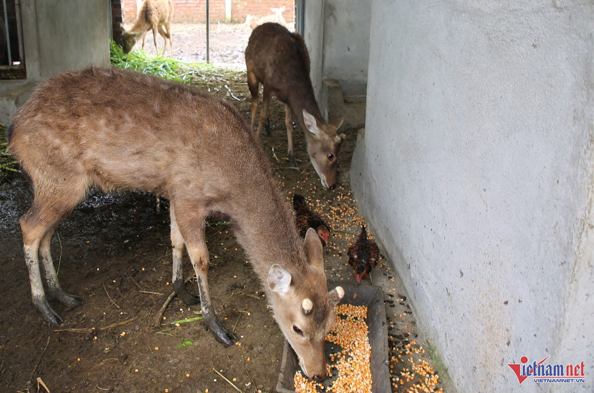 Chang trai 9x dut tui hon 600 trieu dong/nam nho nuoi huou-Hinh-2