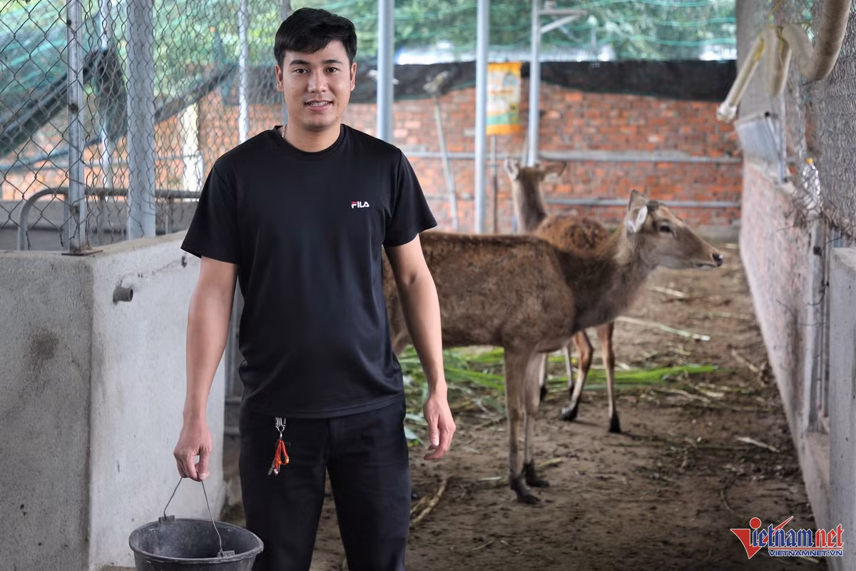 Chàng trai 9x đút túi hơn 600 triệu đồng/năm nhờ nuôi hươu Chang trai 9x dut tui hon 600 trieu dong/nam nho nuoi huou