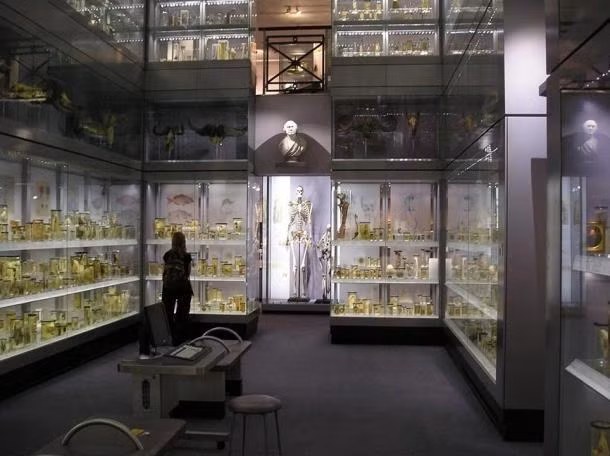 Bộ xương của Charles Byrne tại London, 2007 (Ảnh: StoneColdCrazy)