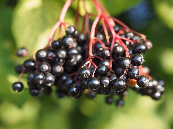 Tránh xa lá, quả, hạt của cây cơm cháy vì chúng có thể giết chết bạn. Cũng đừng bao giờ ăn hạt sống của cây này nếu bạn không muốn phải trả giá bằng mạng sống.