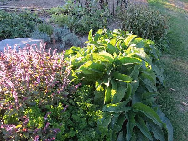 Đường cỏ ngọt. Vì những steviosides trong cỏ ngọt không thể chuyển hóa trong cơ thể con người nên không ảnh hưởng gì lên nồng độ glucose máu, cho nên cỏ ngọt stevia có thể dùng làm phụ gia thực phẩm tạo vị ngọt cho người ăn kiêng, ăn ít ngọt như người bị đái tháo đường. Hiện nay, trên thị trường nhiều sản phẩm cỏ ngọt đã thay thế vị trí của đường hóa học.