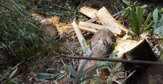 Ky luat nhieu can bo vu pha rung po mu