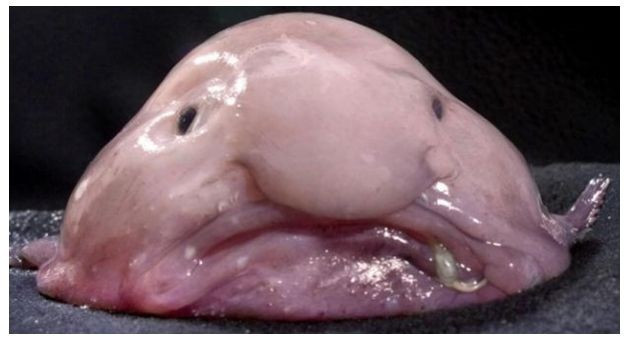 Blobfish: Đây là loài động vật xấu nhất thế giới và được tạo ra từ những thành phần giống như con sứa. Đó cũng chính là lý do tại sao mà nó có thể trôi nổi trong nước. Chúng sống ở độ sâu khoảng 362 m nơi mà áp suất gấp 118 lần so với áp suất tại bề mặt đại dương.