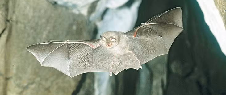 Dơi tai to: Khuôn mặt của loài động vật này nhìn khá giống với tai của con người hơn là khuôn mặt. Không chỉ vây, nó rất nhỏ càng khiến cho chúng xấu xí.