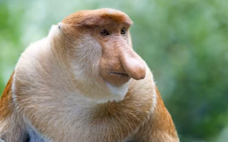 Khỉ Proboscis: Đây là một trong những loài xấu nhất hành tinh. Loài này có chiếc mũi to chiếm hầu hết diện tích khuôn mặt. Chúng còn có lông xung quanh mặt càng làm cho chúng xấu xí hơn. Ngày nay, loài động vật này đang đối diện với nguy cơ tuyệt chủng.