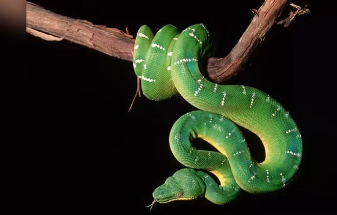 Một trong những điều kỳ lạ của loài rắn là cấu tạo ở tai. Các nhà khoa học phát hiện rắn thiếu cả tai ngoài và tai giữa. Tuy nhiên, chúng có xương tai nối tai trong với hàm. Điều này giúp rắn nghe thấy những rung động, chẳng hạn như khi kẻ săn mồi đang bò tới gần.