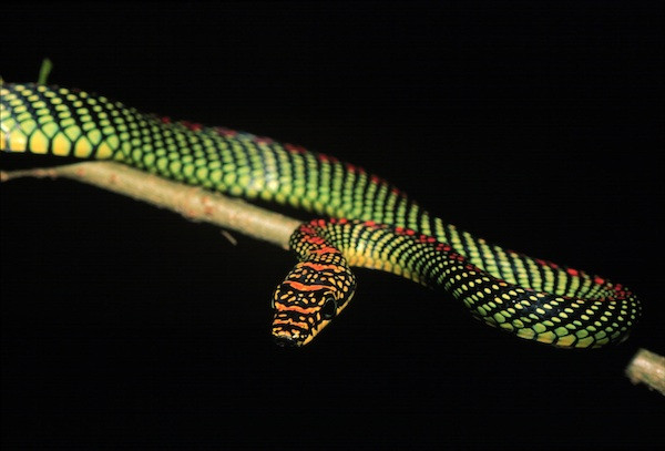 Đặc biệt, loài rắn có khả năng phóng chất độc. Khi tấn công đối thủ, chất độc của rắn lan truyền nhanh chóng và phá hủy hệ thần kinh hoặc hệ tuần hoàn. Rắn hổ mang chúa có thể giết chết voi bằng một nhát cắn.