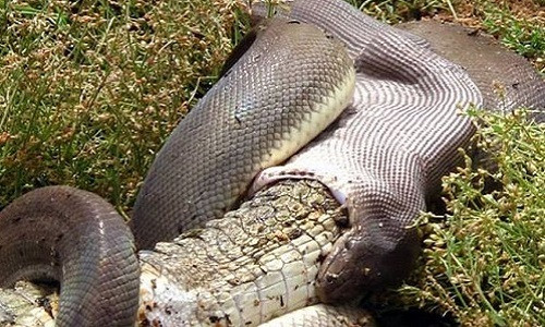 Điểm lạ nữa là rắn có răng nhưng lại nuốt con mồi chứ không nhai. Các nghiên cứu cho thấy, phần lớn rắn có răng, với hai hàng ở hàm trên và hai hàng ở hàm dưới.